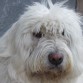 Zuri pastor vasco blanco de 10 meses busca novia es un perro muy bonito visitar galeria de zuri